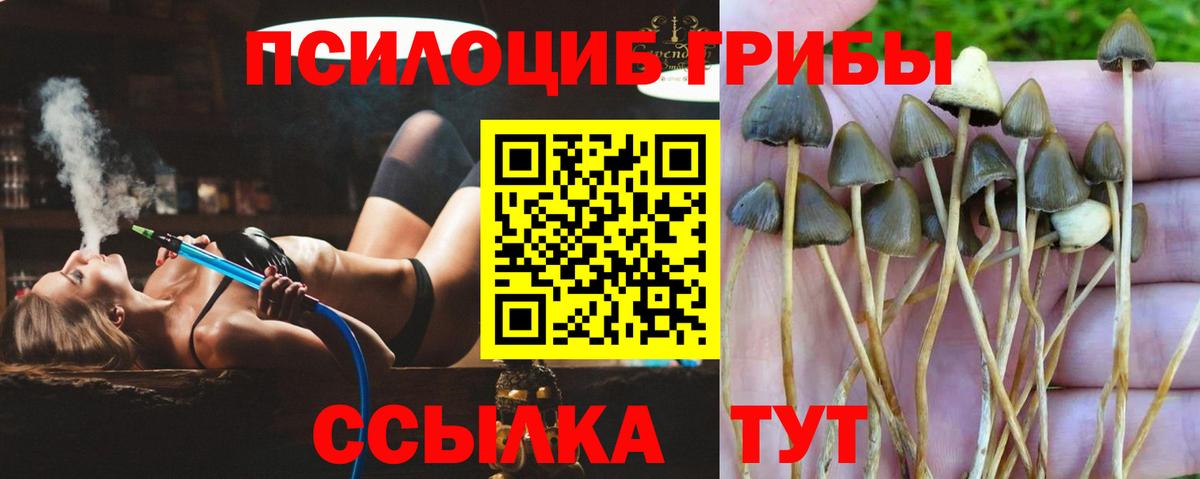 Галлюциногенные грибы Psilocybe Бор